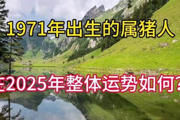 1971属猪2025运势及运程详解_1971属猪大难与大运年
