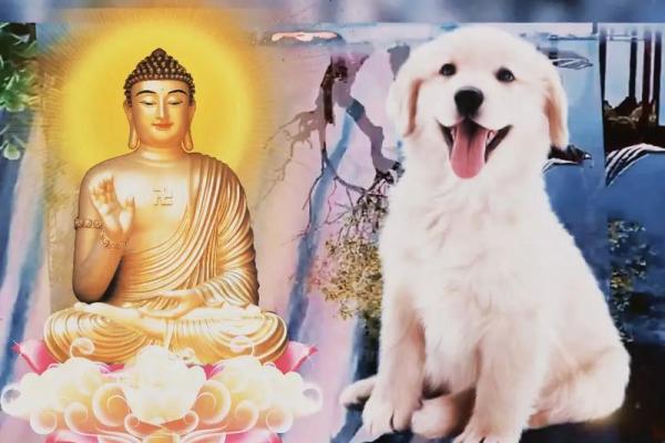 70狗五行属木还是水_1970年属狗的五行缺什么