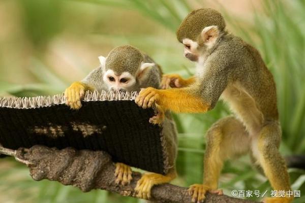 头撞南墙是什么动物