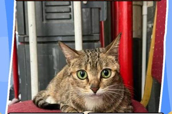 梦见猫死了是什么意思