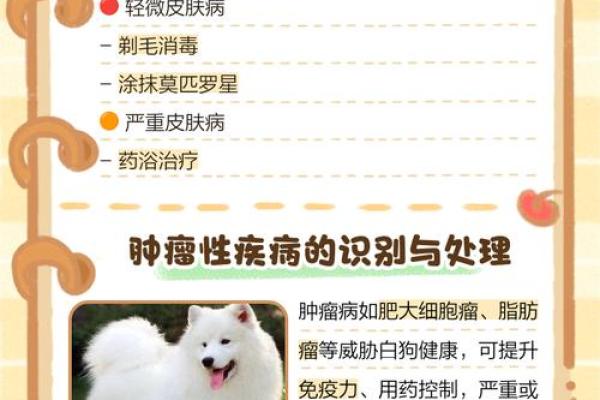 梦见白狗 梦见白狗