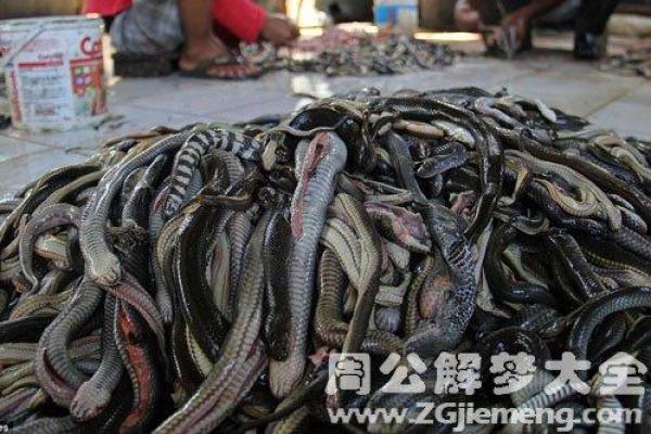 梦见有蛇进屋必出贵人 梦见有蛇进屋必出贵人