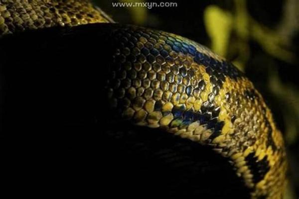 梦见有蛇进屋必出贵人 梦见有蛇进屋必出贵人