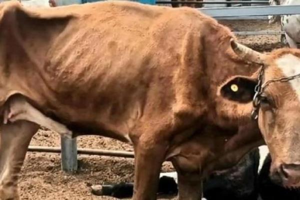 男人梦见母牛下崽是什么预兆