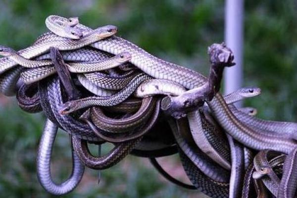 梦到好多蛇是什么征兆 男性 梦到好多蛇是什么征兆 男性