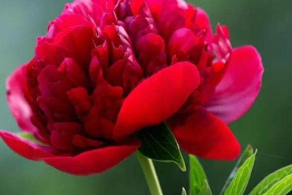 修炼成精打一生肖 修炼成精打一生肖