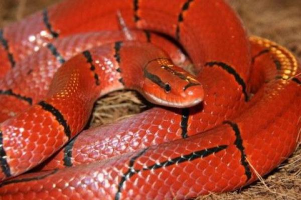 梦见红蛇是什么预兆 女性 梦见红蛇是什么预兆 女性