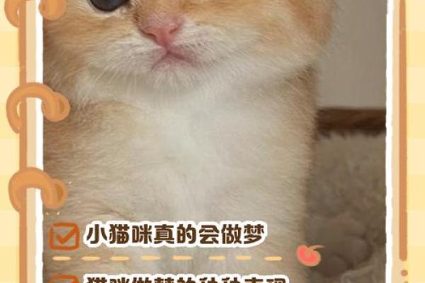梦到猫是什么意思周公解梦 梦到猫是什么意思周公解梦