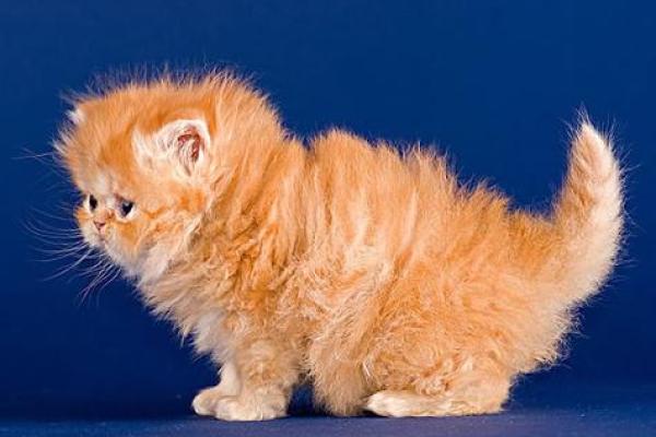 梦见被猫咬是什么意思 周公解梦 梦见被猫咬是什么意思 周公解梦